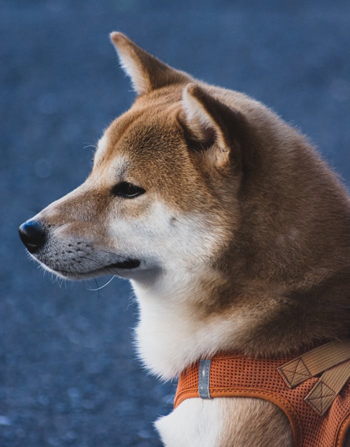 Side profile of a Shiba Inu wearing an orange harness against a blurred background.