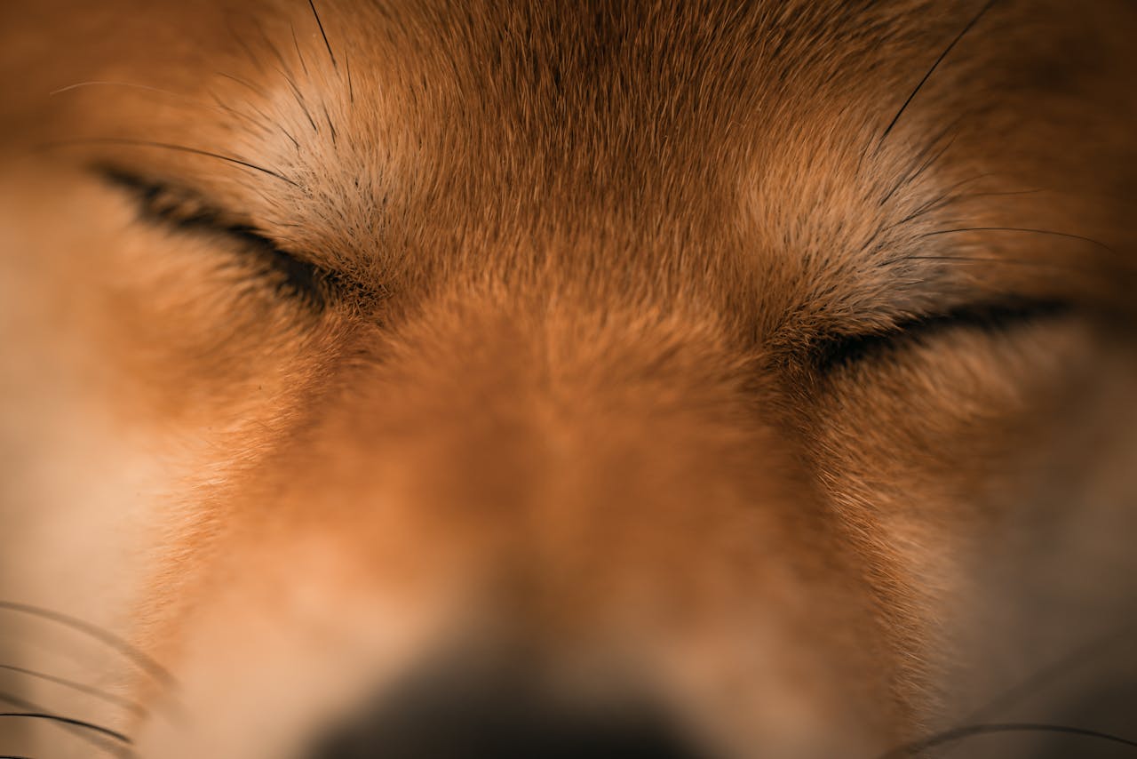 A serene close-up of a Shiba Inu resting peacefully with eyes closed.