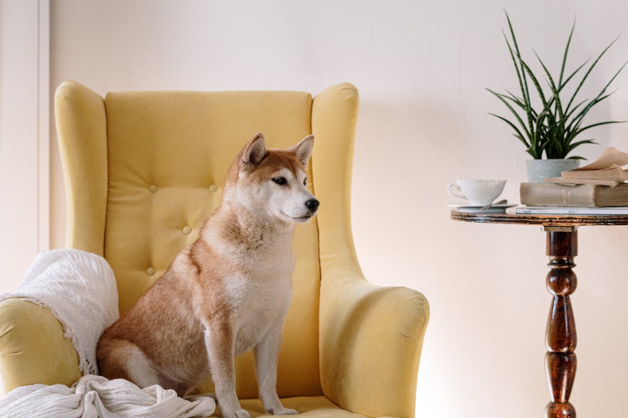 Adorable Shiba Inu sitting on a yellow armchair next to a coffee table with a plant.