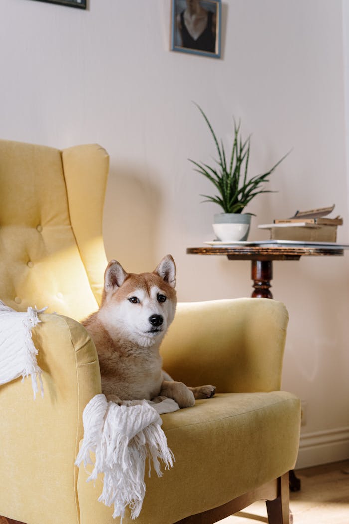 A cute Shiba Inu dog lounging on a cozy yellow armchair indoors with a plant nearby.