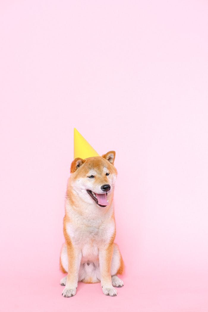 Adorable Shiba Inu dog wearing a party hat sits cheerfully on a pink background.
