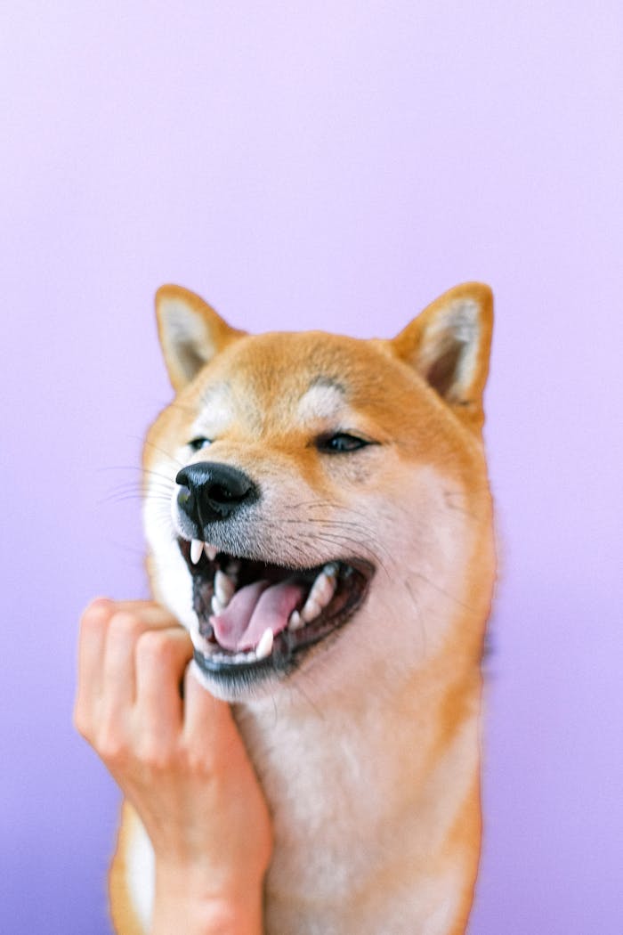 Cute Shiba Inu dog smiling with hand petting against a pastel violet background.