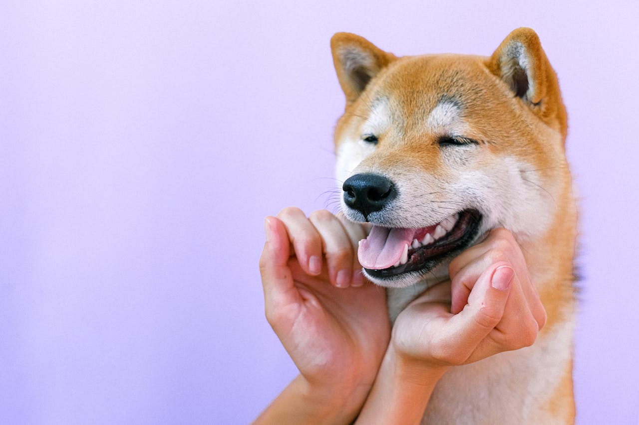 A happy Shiba Inu dog being petted gently, showcasing joy and companionship.