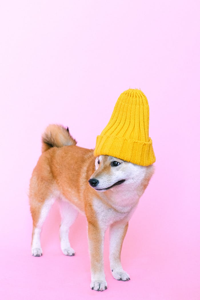 A cute Shiba Inu dog wearing a yellow beanie against a pink background in a studio setting.