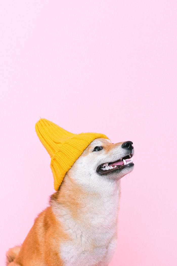 Cute Shiba Inu wearing a yellow beanie against a pink background, perfect for pet lovers.