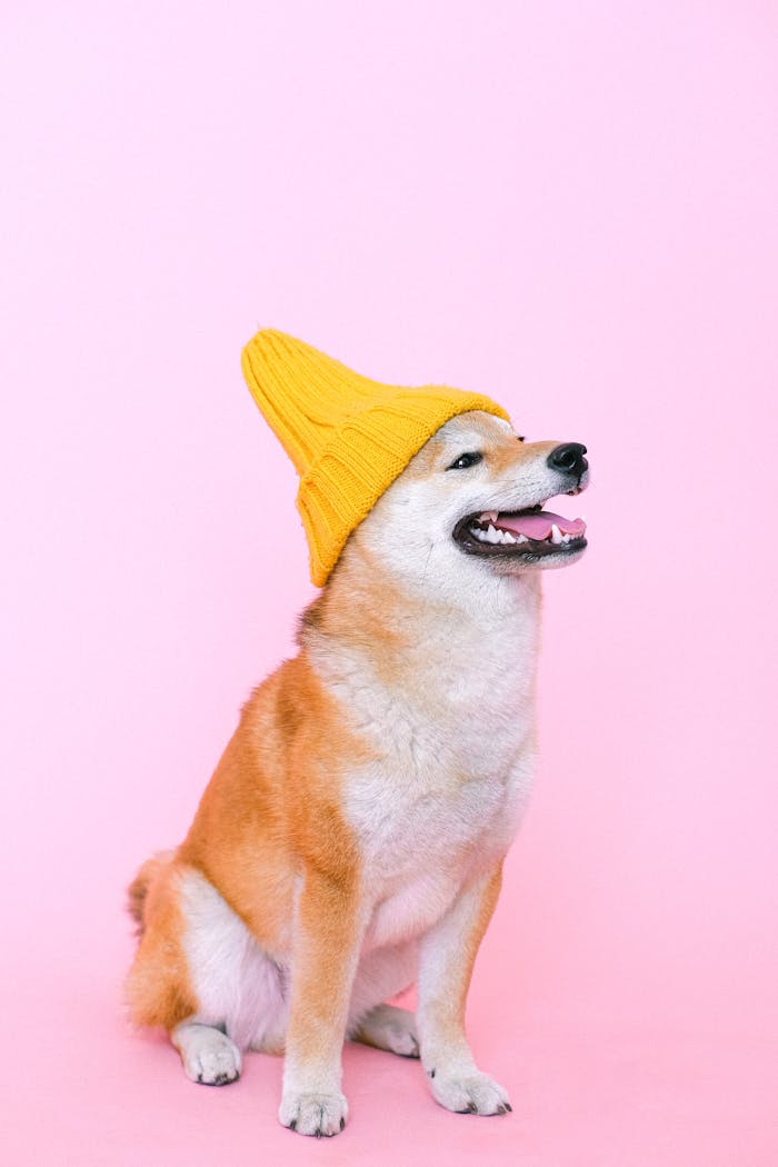 A cute Shiba Inu dog wearing a yellow beanie, sitting in front of a pink background in a studio.