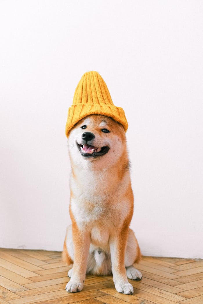Cute Shiba Inu dog wearing a yellow knitted hat sitting indoors. Perfect for pet lovers.