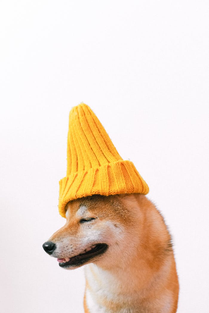 Adorable Shiba Inu dog wearing a yellow knit hat. Perfect for pet photography collections.