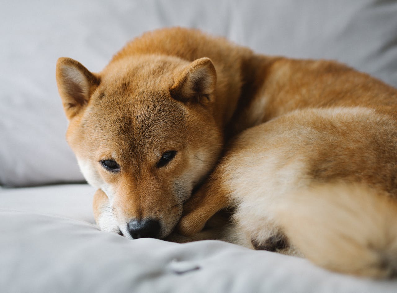 Adorable Shiba Inu resting peacefully on a soft fabric, exuding warmth and comfort.