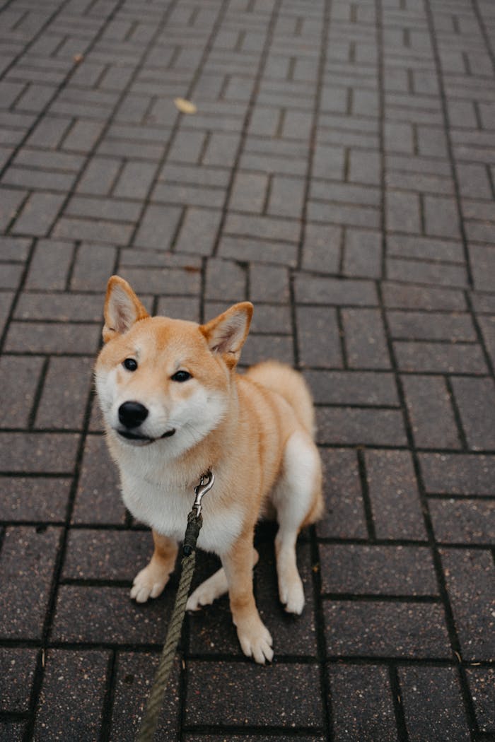 Cute Shiba Inu dog sitting on a paved street looking attentive.
