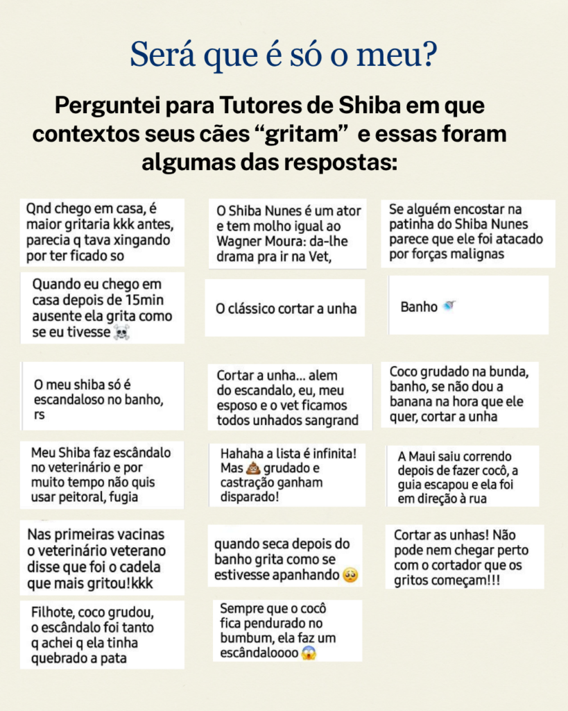 2-819x1024 Socorro, meu Shiba Inu grita!