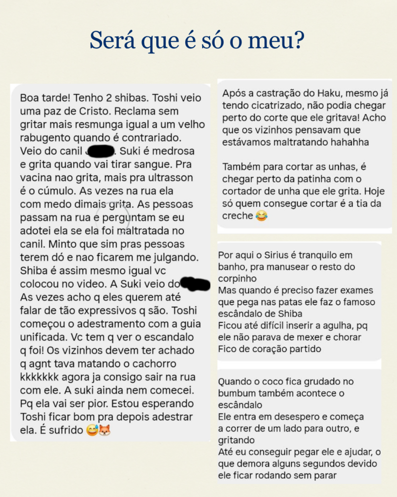4-819x1024 Socorro, meu Shiba Inu grita!
